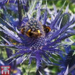 The Year Round Nigel Slater Discussion thread