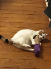 Lap dances, strippers and punch-ups - the Excellent Cats arrange a stag party