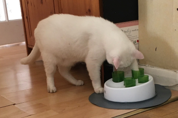 Cats on diet
