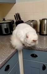 Is everyone's kitchen as hectic as mine? (Photo)
