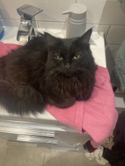 Rescue cats, show me yours!