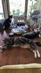 Lap dances, strippers and punch-ups - the Excellent Cats arrange a stag party