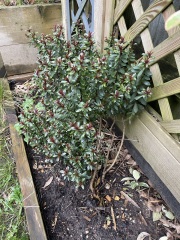 Shrub identification (pics)