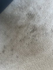 Mysterious marks on carpet?