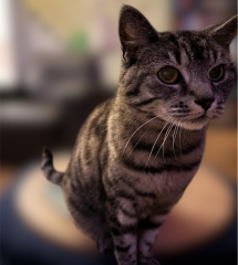 Treat or euthanise senior cat and seizures