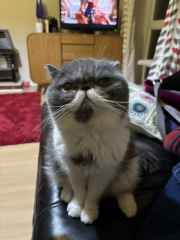 Pampered, Persian, Princess Penelope