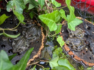 WHAT is this in my Garden?!?!?