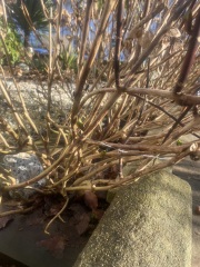 Are my hydrangeas dead?