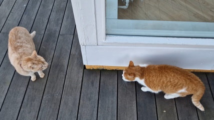 Lap dances, strippers and punch-ups - the Excellent Cats arrange a stag party