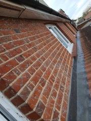 What's growing on my house...?