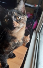 Show me the most unhinged looking photo you have of your cat