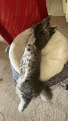 Lap dances, strippers and punch-ups - the Excellent Cats arrange a stag party