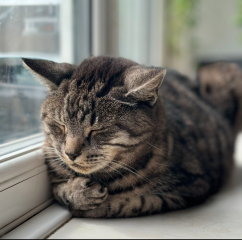Treat or euthanise senior cat and seizures