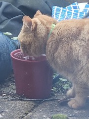 Lap dances, strippers and punch-ups - the Excellent Cats arrange a stag party