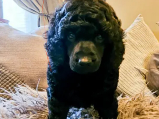 Buying a puppy. Breeder applying pressure for payment.