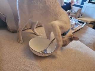 Weird scratching thing with cat