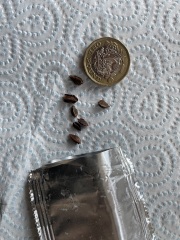 Help ID seeds