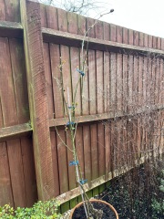 Rose pruning