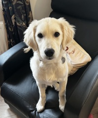 Puppy Survival Thread for New and Old Pups - here comes winter 2024