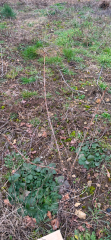 Plant identification - shrubs on new allotment