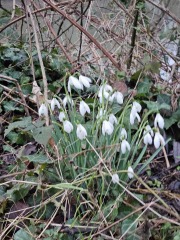 The Year Round Nigel Slater Discussion thread