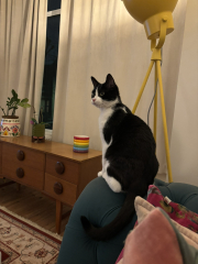 New rescue cat question