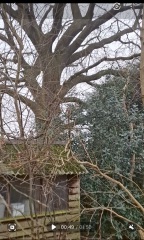 Large trees in garden