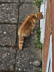 Lap dances, strippers and punch-ups - the Excellent Cats arrange a stag party