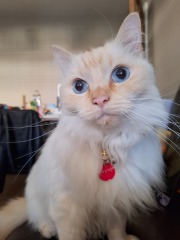 The Year Round Nigel Slater Discussion thread