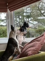 Anyone have a Boston Terrier in their life?