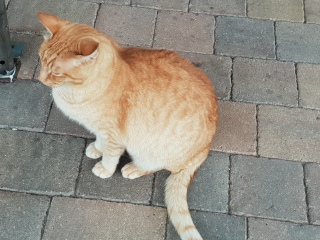 Lap dances, strippers and punch-ups - the Excellent Cats arrange a stag party