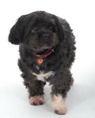 Does this breed exist?!