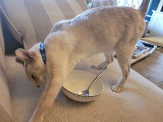Weird scratching thing with cat