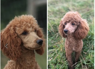 Buying a puppy. Breeder applying pressure for payment.