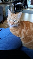 Rescue cats, show me yours!
