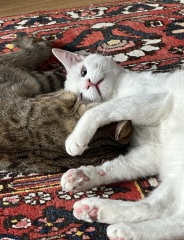 Lap dances, strippers and punch-ups - the Excellent Cats arrange a stag party