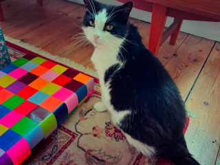 Rescue cats, show me yours!