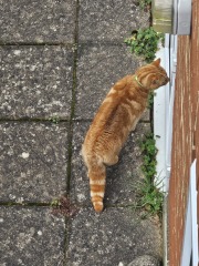 Lap dances, strippers and punch-ups - the Excellent Cats arrange a stag party