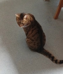 Lap dances, strippers and punch-ups - the Excellent Cats arrange a stag party