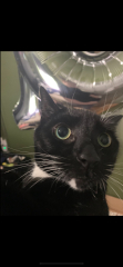 Show me the most unhinged looking photo you have of your cat