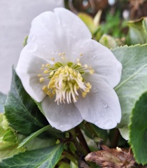 The Year Round Nigel Slater Discussion thread