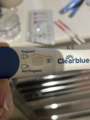 CD37 12dpo