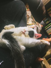 Cat has eaten bolognese sauce