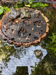 WHAT is this in my Garden?!?!?