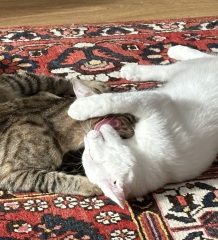 Lap dances, strippers and punch-ups - the Excellent Cats arrange a stag party