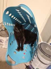 Show me the most unhinged looking photo you have of your cat