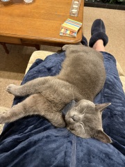 Lap dances, strippers and punch-ups - the Excellent Cats arrange a stag party