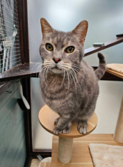 Pampered, Persian, Princess Penelope