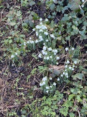 Cancer Support Thread 96: It’s nearly Christmas - get the sprouts on.