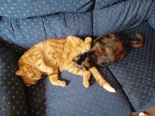 Show me the most unhinged looking photo you have of your cat